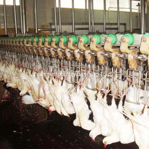 Quail bird processing equipment